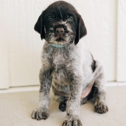 Blue - Brown and gray male Wirehaired Pointing Griffon puppy in Preston, Idaho from Glendale Griffons