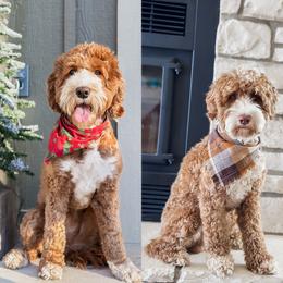 Australian Labradoodle puppies from West Haven Australian Labradoodles