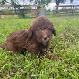 Willy - Red male Bordoodle puppy in Gilmer, Texas from Ashtin's Border Collies and Bordoodles