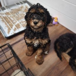 Bernedoodle Puppies from Willow Creek Farm