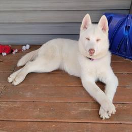 Octavia - Siberian Husky