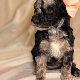 Cheyenne - Merle female Goldendoodle puppy in Saint Louis, Missouri from Jax Doodles
