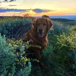 Toffee - Golden Retriever
