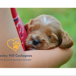 Cockapoo Puppies from Chesley Hill Cockapoos