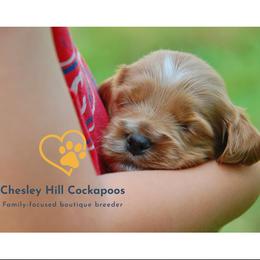 Cockapoo Puppies from Chesley Hill Cockapoos