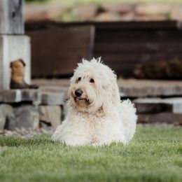 Valley - Goldendoodle