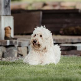 Valley - Goldendoodle