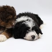 Bordoodle and Poodle Puppies from 5 Cent Canine Co.