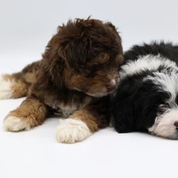 Bordoodle and Poodle Puppies from 5 Cent Canine Co.