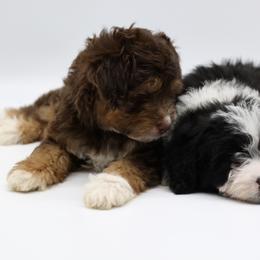 Bordoodle and Poodle Puppies from 5 Cent Canine Co.