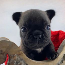 Cayenne - Fawn brindle and white female French Bulldog puppy in Vancouver, Washington from Leash Candy Frenchies
