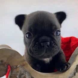 Cayenne - Fawn brindle and white female French Bulldog puppy in Vancouver, Washington from Leash Candy Frenchies