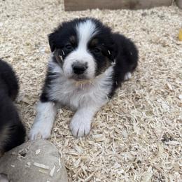Gunner - Black tri-color male Australian Shepherd puppy in Ellensburg, Washington from Creekside Aussies
