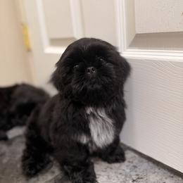 Hank - Black and white male Shih Tzu puppy in Bremerton, Washington from California Shih Tzu