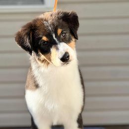 Australian Shepherd puppies from Silverstone Kennel