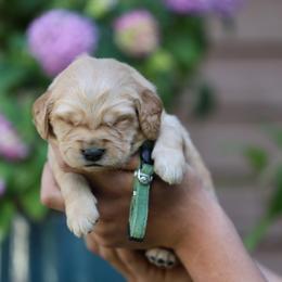 Dill - Golden male Golden Retriever puppy in Payette, Idaho from Stonewick Retrievers