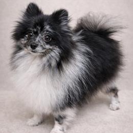 Ellie Jelly Belly - Pomeranian