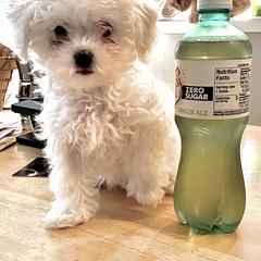 Bolognese Puppies from Sweet Angels Bolognese