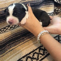 Light Blue boy - Black and white male Border Collie puppy in Ripley, Oklahoma from Adventure5 Border Collies
