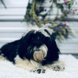 SB Chloe - Black and white female Shih Tzu puppy in Elgin, South Carolina from Silver Bells Paw Prints
