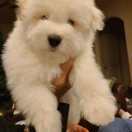 Coton de Tulear Puppies from Classy Cotons
