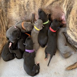 Greyhound Puppies from Trapple's Custom K-9's