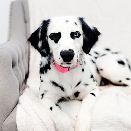 Fennec - Dalmatian