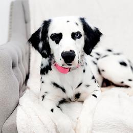 Fennec - Dalmatian