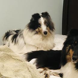 Mariah - Shetland Sheepdog