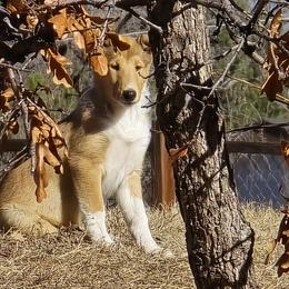 Regan - Sable and white female Collie puppy in Colorado Springs, Colorado from Briar Oaks