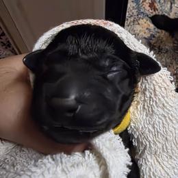 Girl 4 - female Labrador Retriever puppy in Theodore, Alabama from Folklore Canine L.L.C