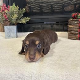 Tucker - Chocolate and tan male Dachshund puppy in Stilwell, Oklahoma from B & K Dachshunds