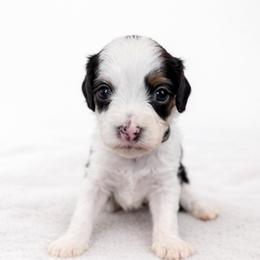 Pepper - Tri-color male Cavapoo puppy in Beech Island, South Carolina from New Moon Farm Canines
