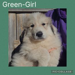 Breezy- green collar - White and badger female Great Pyrenees puppy in Mikado, Michigan from Brittain Family Farm
