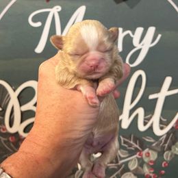 Alvin - Liver male Shih Tzu puppy in Wilkesboro, North Carolina from Frannie and Annie Shih Tzu Babies