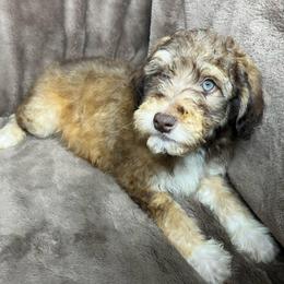 Boy 2 - Red male Aussiedoodle puppy in Alabama from SBA Aussies