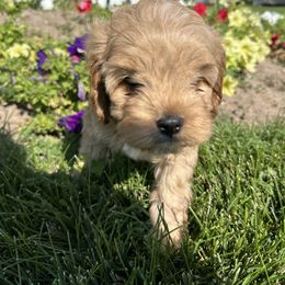 Cavapoo Puppies from Beyond Tails