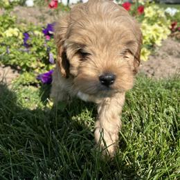 Cavapoo Puppies from Beyond Tails