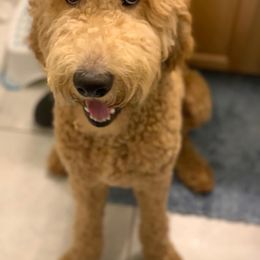 Goldendoodle Puppies from SunriseDoodles