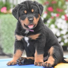 Boy 4 - male Rottweiler puppy in Catawissa, Pennsylvania from Sharp Ridge Rottweilers