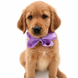 Lavender - Dark golden female Golden Retriever puppy in Chicago, Illinois from Urbane Retrievers