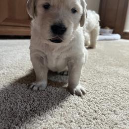Golden Retriever Puppies from Abundant Grace Goldens