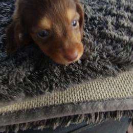 Coco - Chocolate and cream male Dachshund puppy in Newcomerstown, Ohio from Rose's Dachshunds