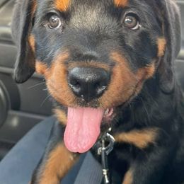 Rottweilers from Von Hause Meadow Rottweilers