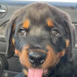 Rottweilers from Von Hause Meadow Rottweilers