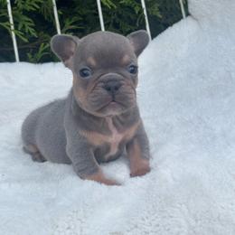 Gucci - Tricolors female French Bulldog puppy in Ronks, Pennsylvania from Bleu Rock French Bulldogs