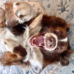 Australian Shepherd Puppies from Page Family Homestead