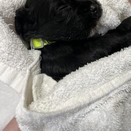 Australian Labradoodle Puppies from Forever Friends Labradoodles