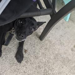 Xoloitzcuintli from Silver Lining Kennel