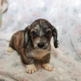 Aurora - Brindle female Dachshund puppy in Indiantown, Florida from Turquoise River Minature Dachshunds